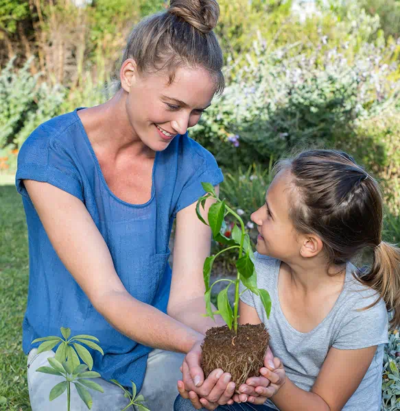 Bambus selber anpflanzen